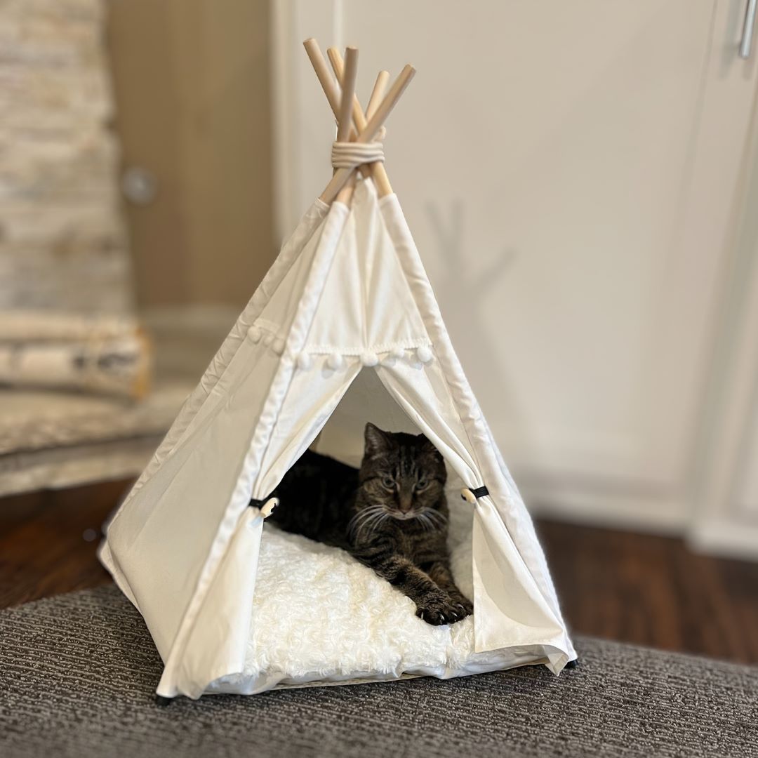 Cozy Denali teepee cat bed with cat curled up inside the enclosure. Curtains open. White.