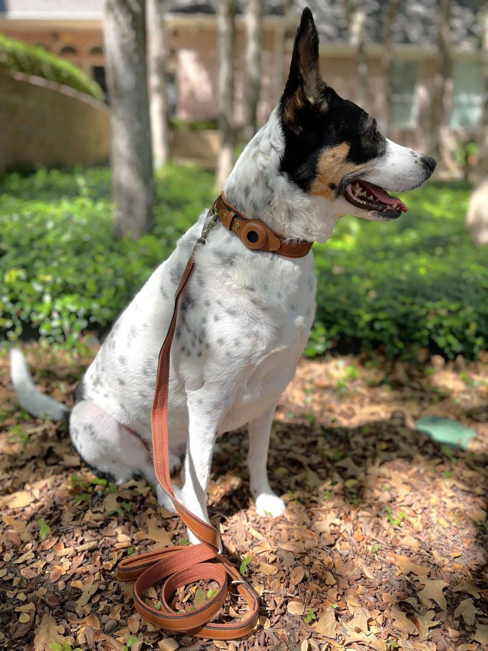 Orchard leather airtag collar and matching leash in brown. Worn by Willow the dog outside.