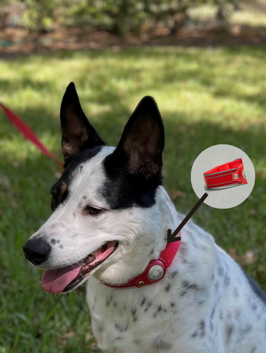 Soft Lining on AirTag Collar for dog prevents dog's neck from chafing.  Dog with collar outside.