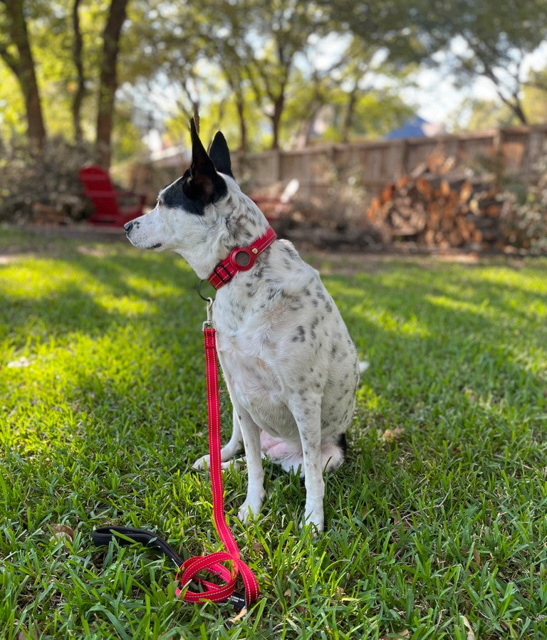 Big Apple airtag collar and matching leash in red.  Worn by Willow the dog outside.