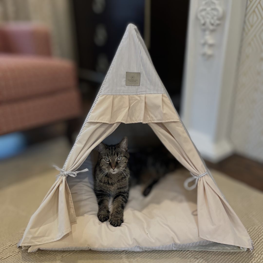 Chatsworth cat bed tent with cat inside on the cozy soft cushion.  Grey and beige.  Ruffles and curtains are fancy enough for a living room.