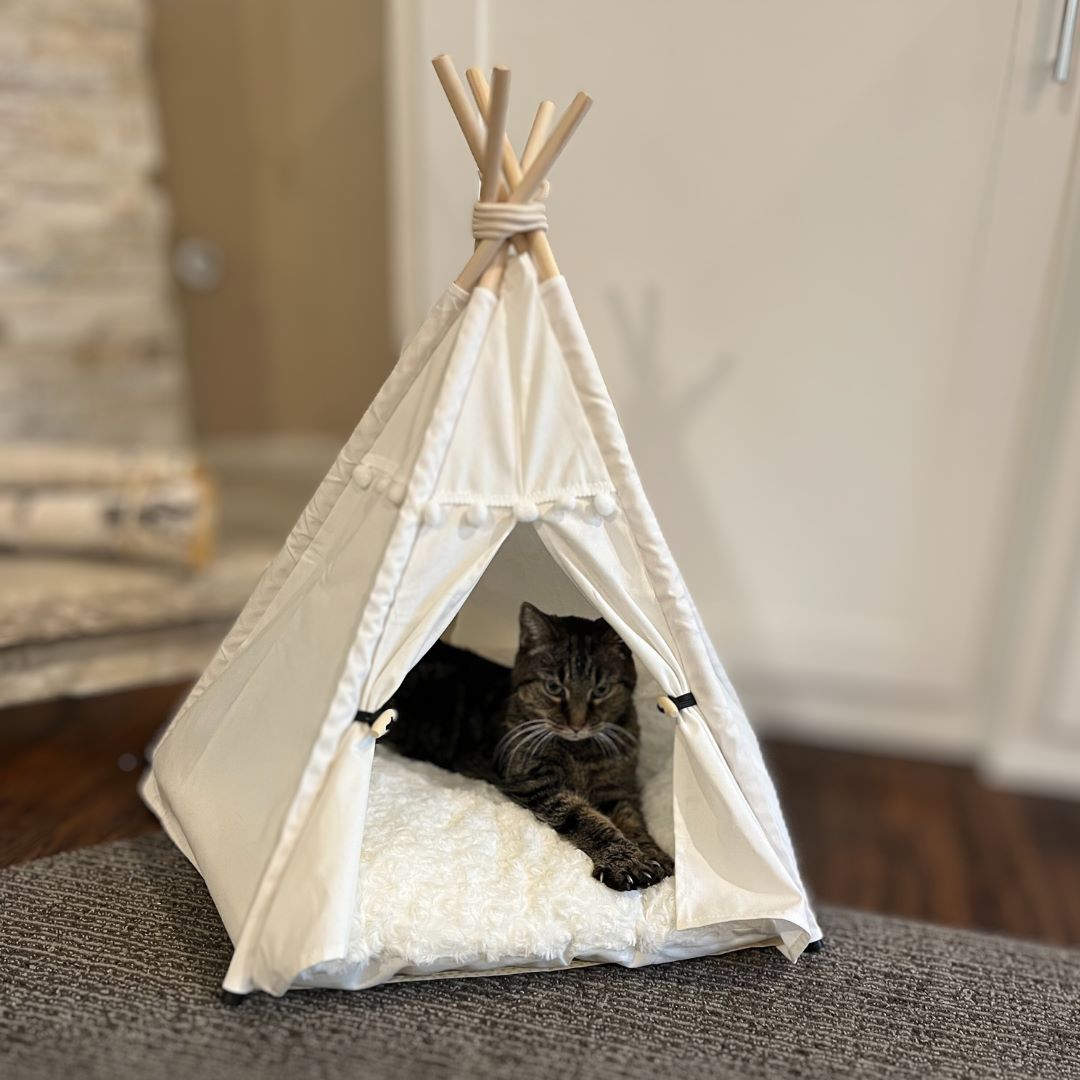 Cozy Denali teepee cat bed with cat curled up inside the enclosure.  Curtains open.  White.