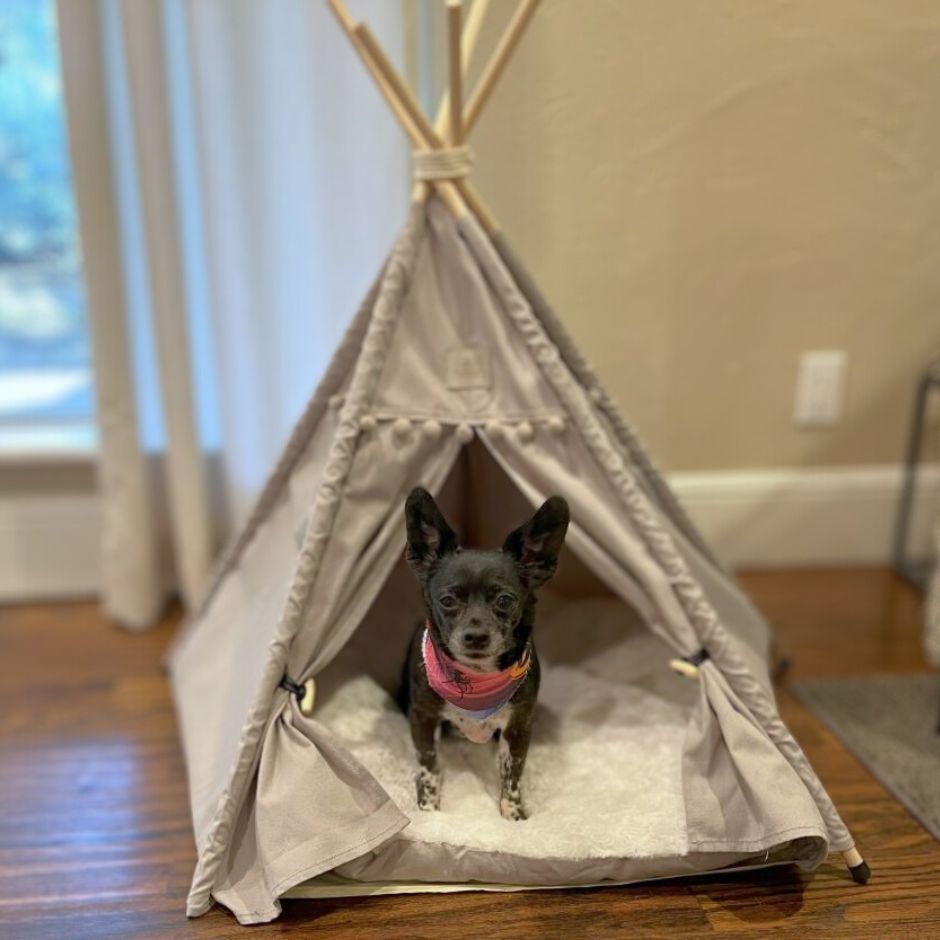 Cozy grey Denali teepee dog bed with a dog sitting inside looking out.  Open curtains.  Cozy cushion.
