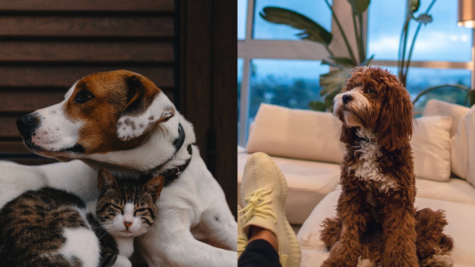 Dog and cat cozy together.  Dog on the couch with human.  Tails and Tweed products are selected for pets that are part of our family.
